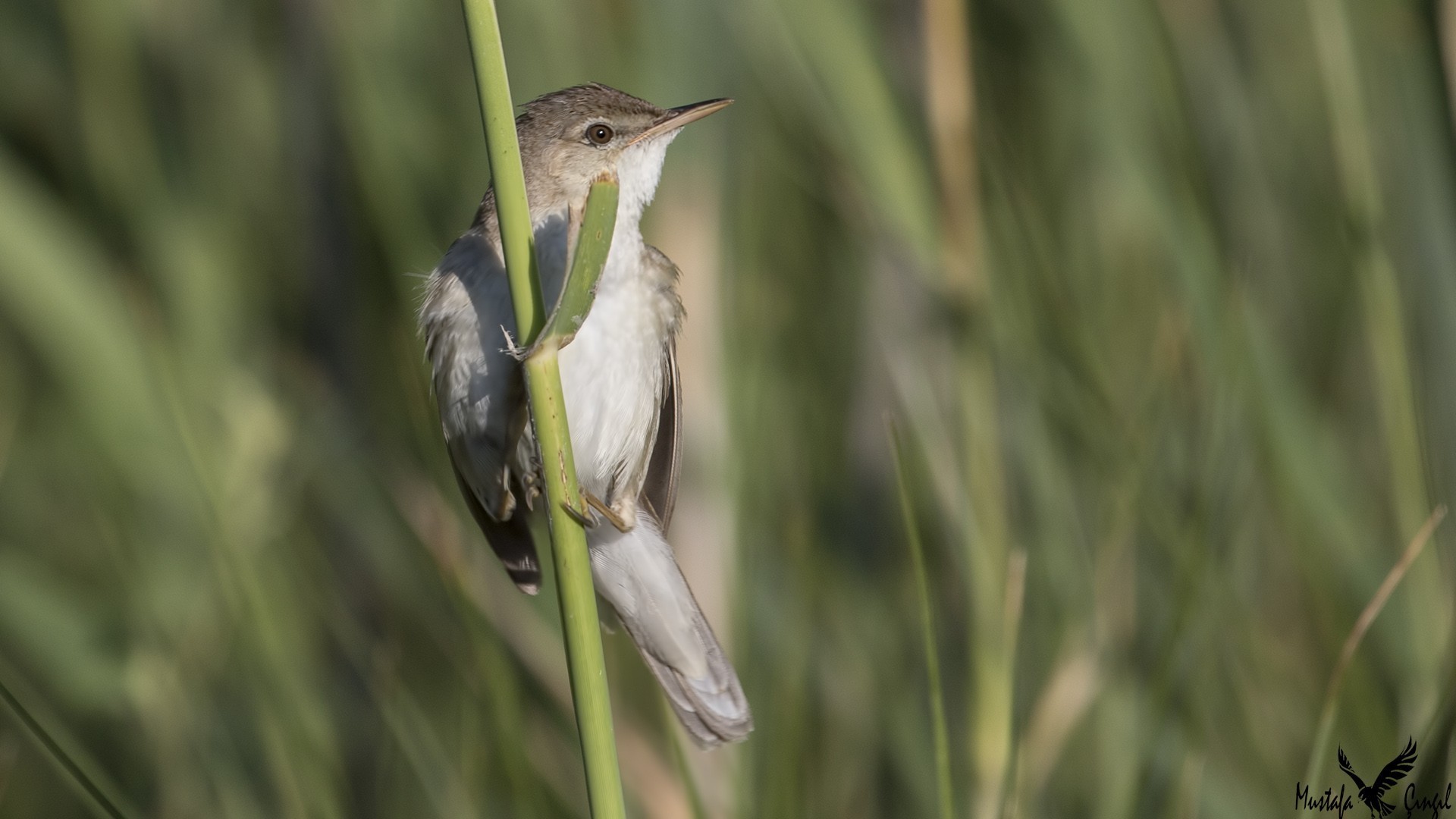Eurasian Reed Warbler
