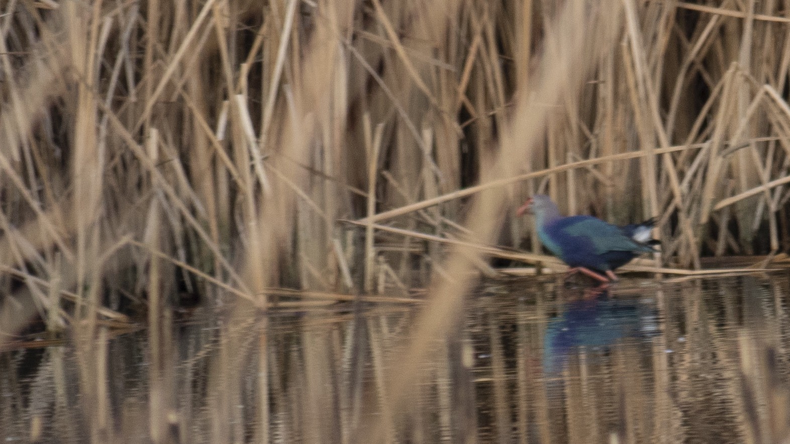 Western Swamphen