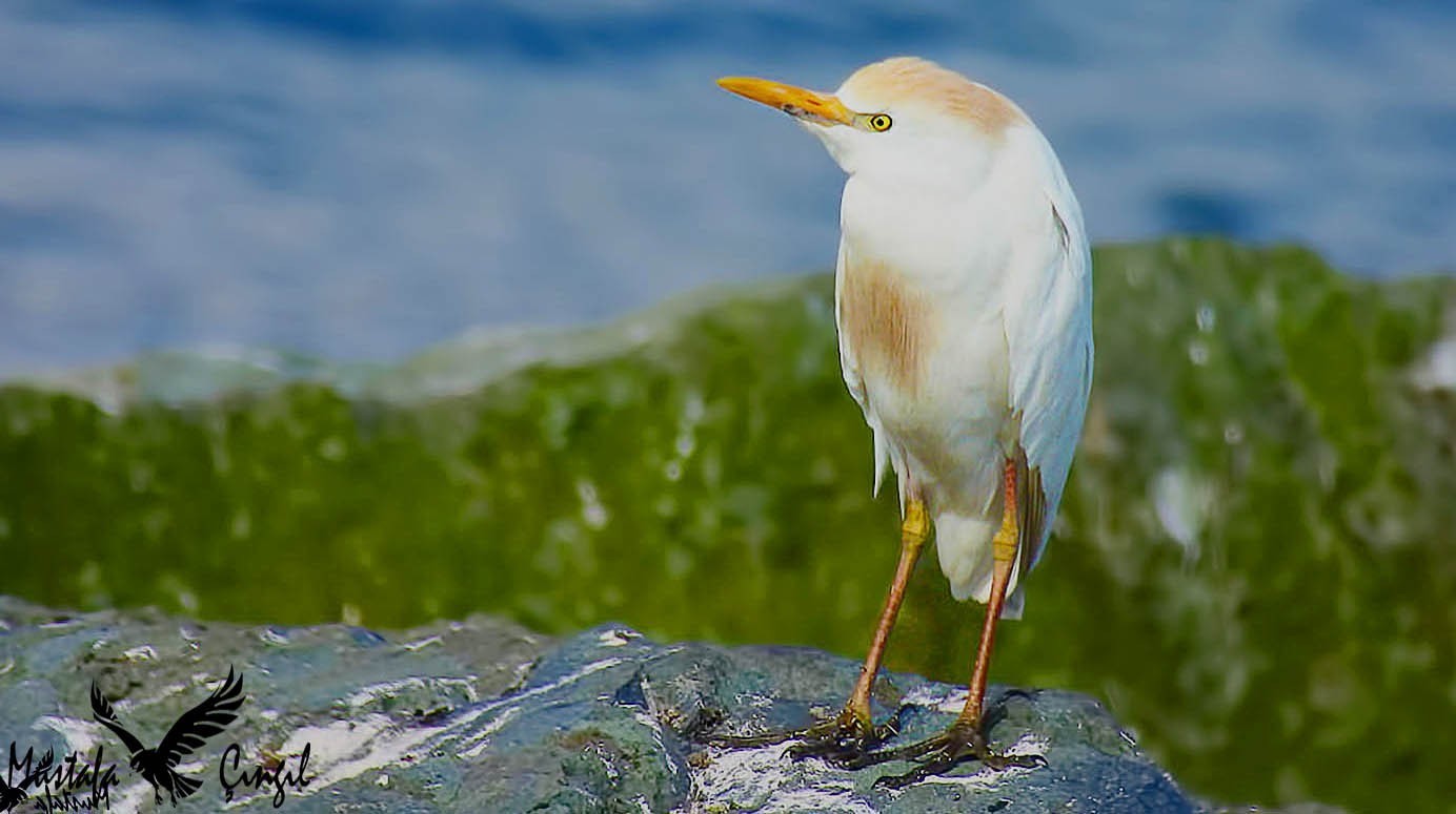 Cattle Egret