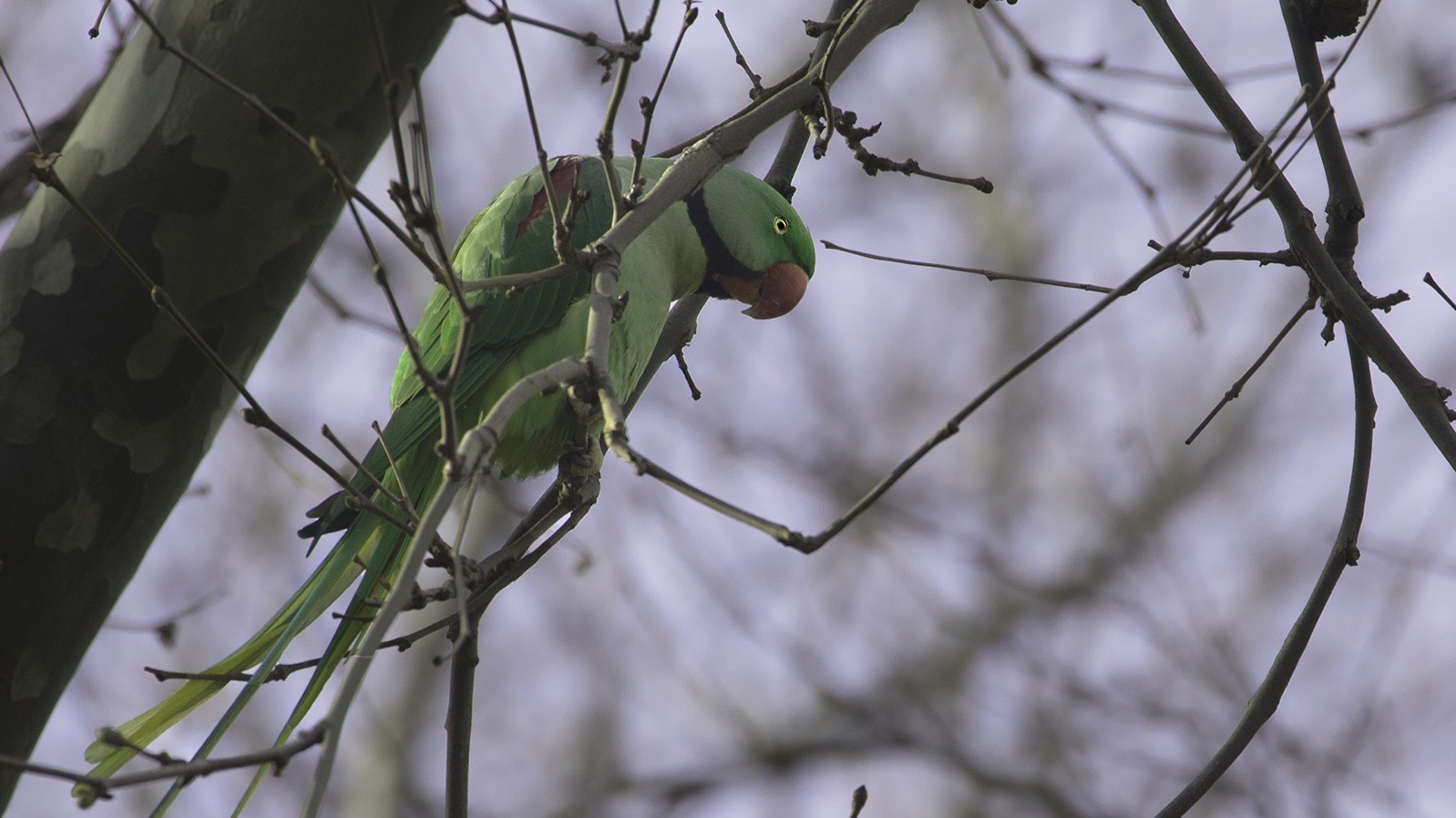 Alexandrine Parakeet