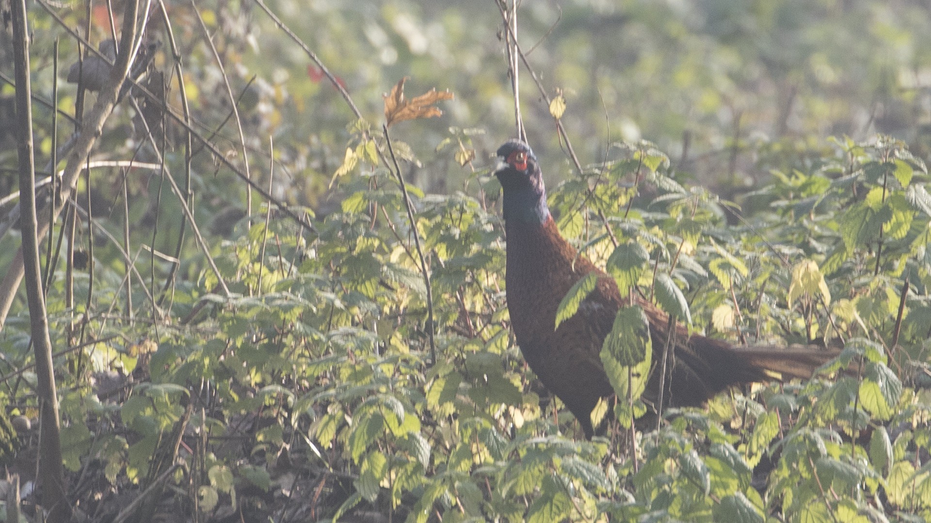 Ring-necked Pheasant