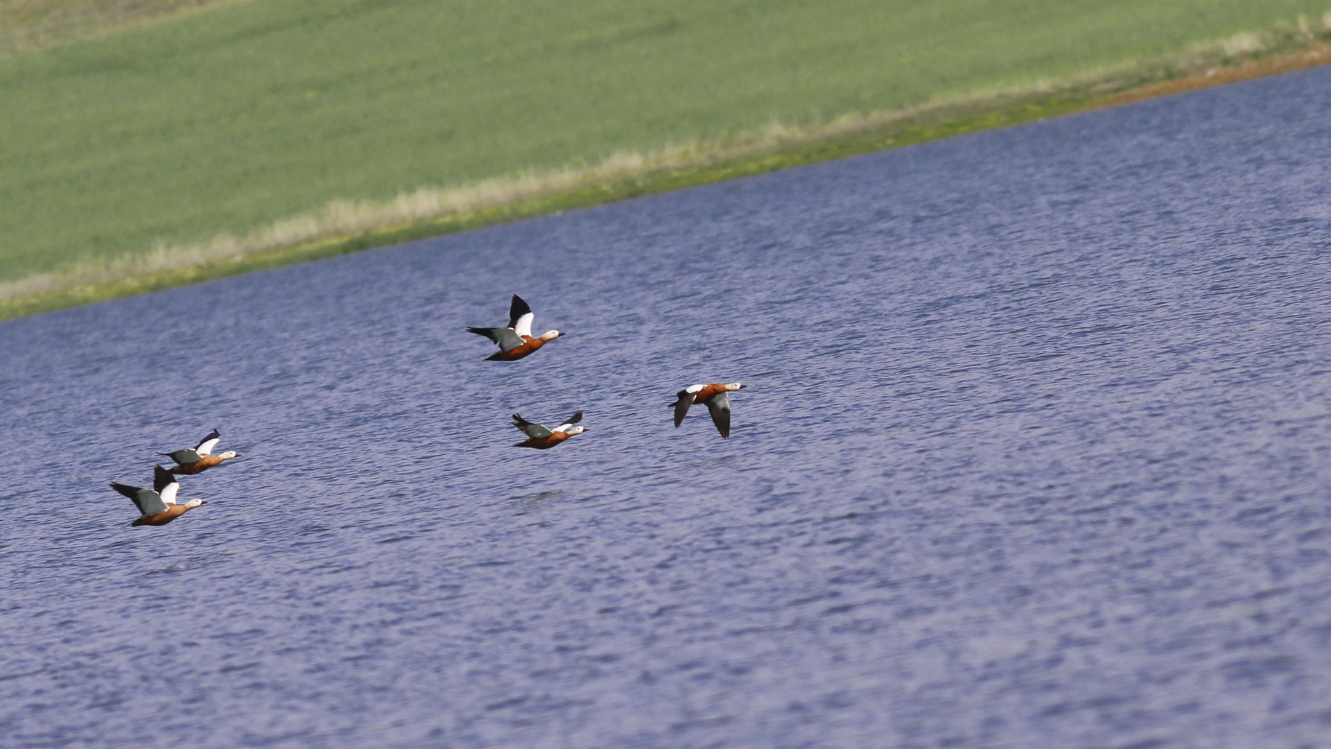 Ruddy Shelduck