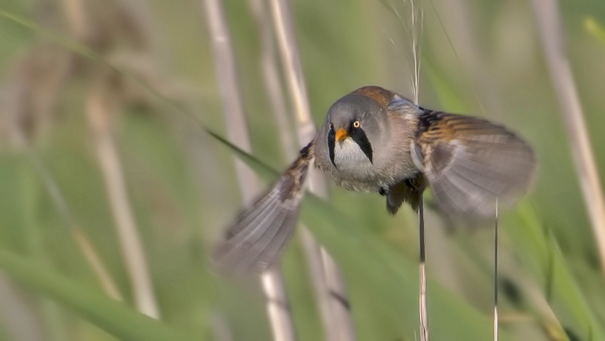 Bearded Reedling