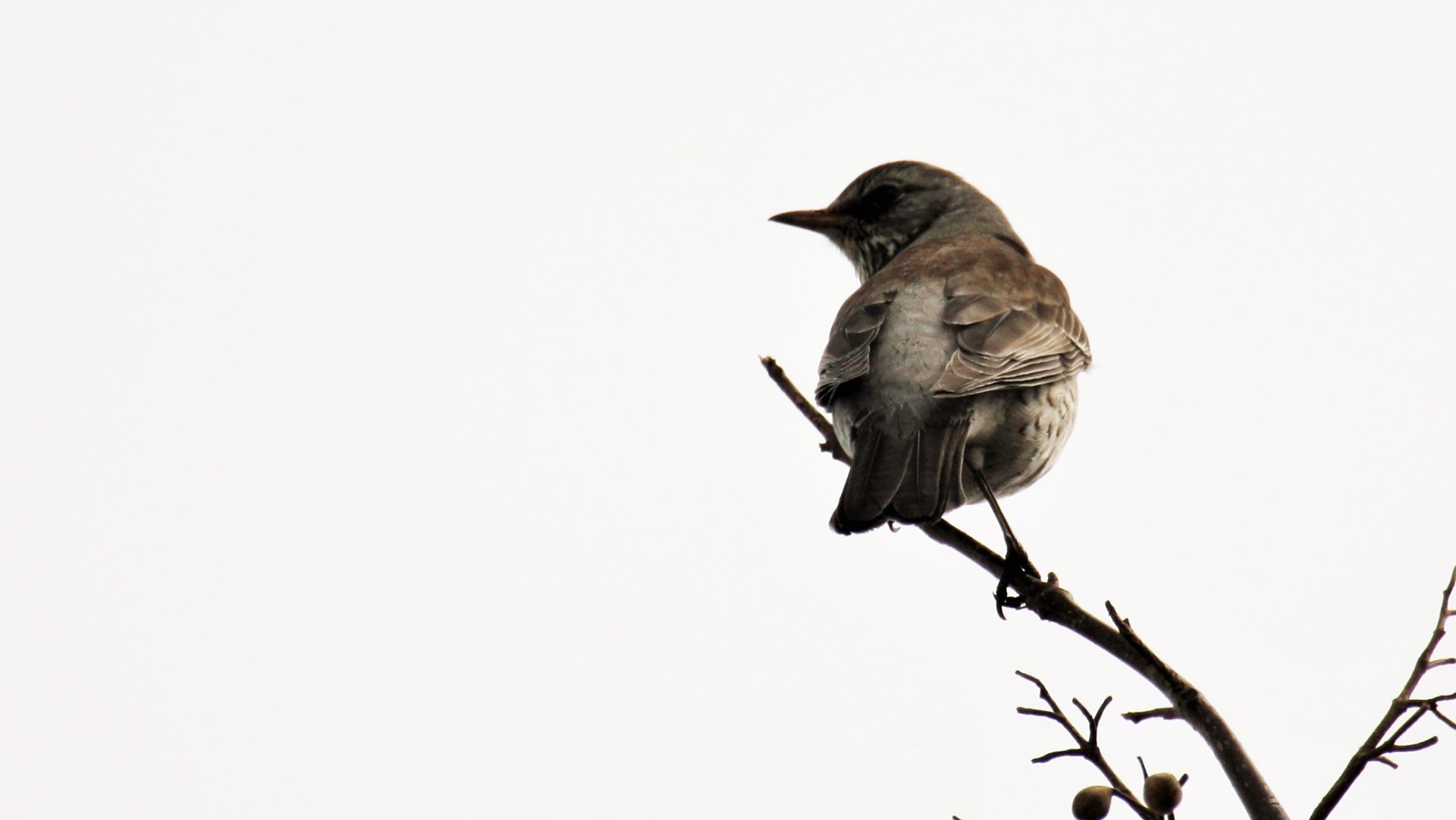Fieldfare
