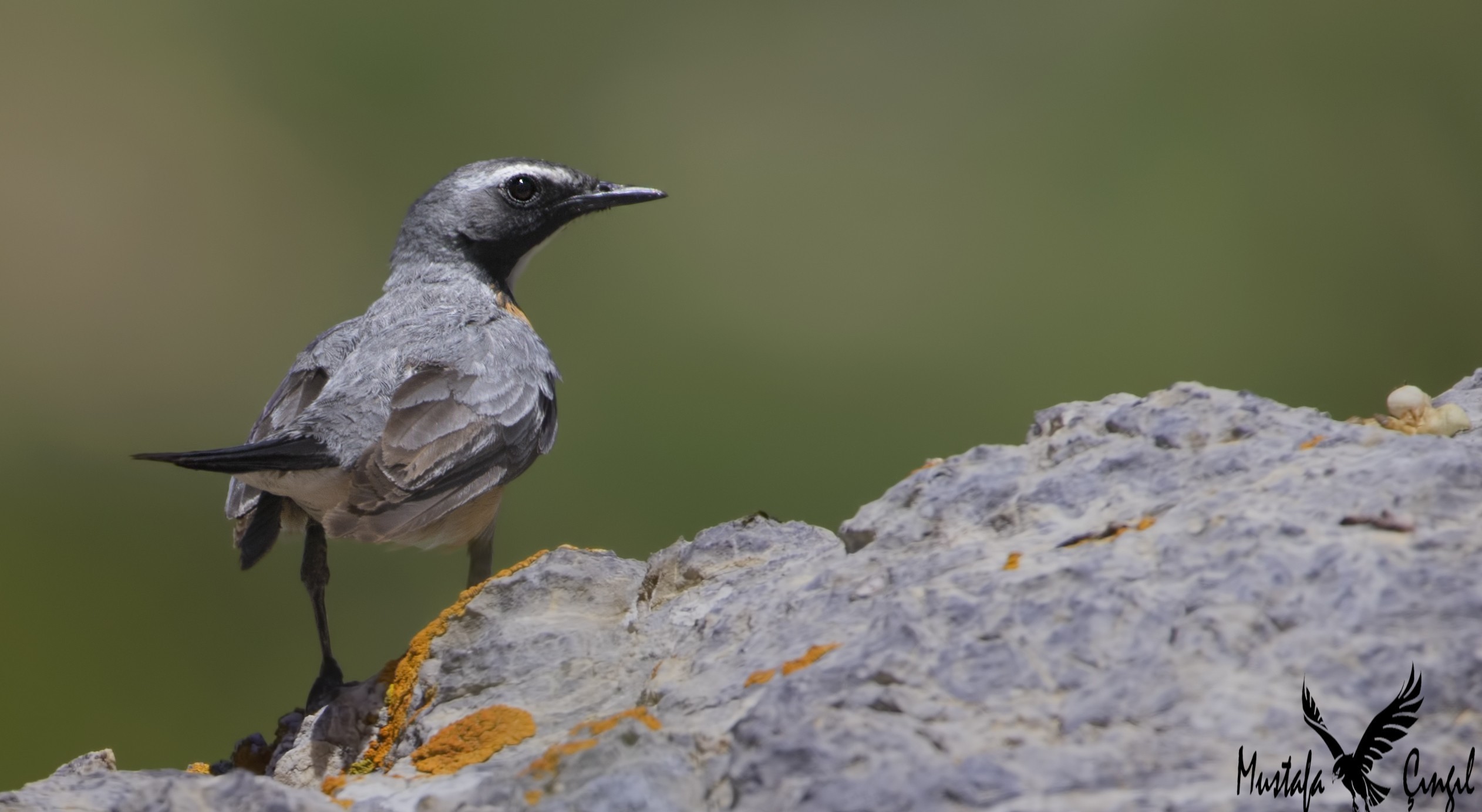 White-throated Robin