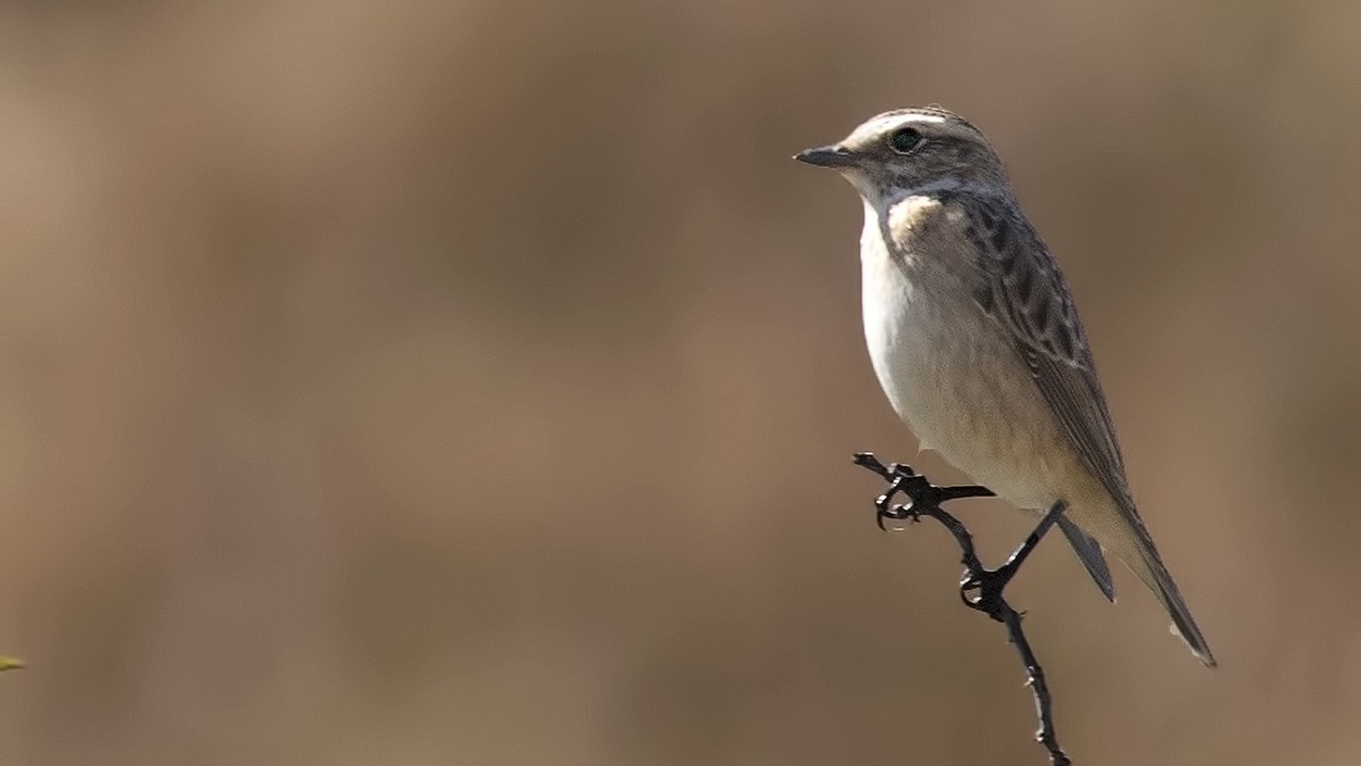 Common Stonechat