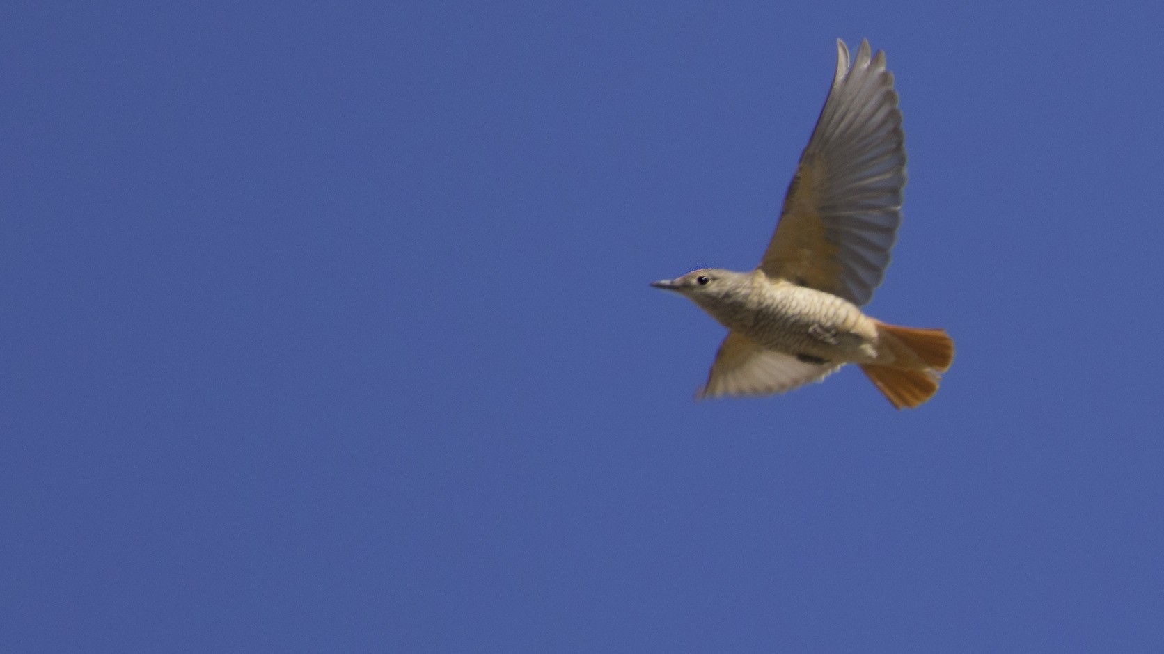 Rufous-tailed Rock-Thrush