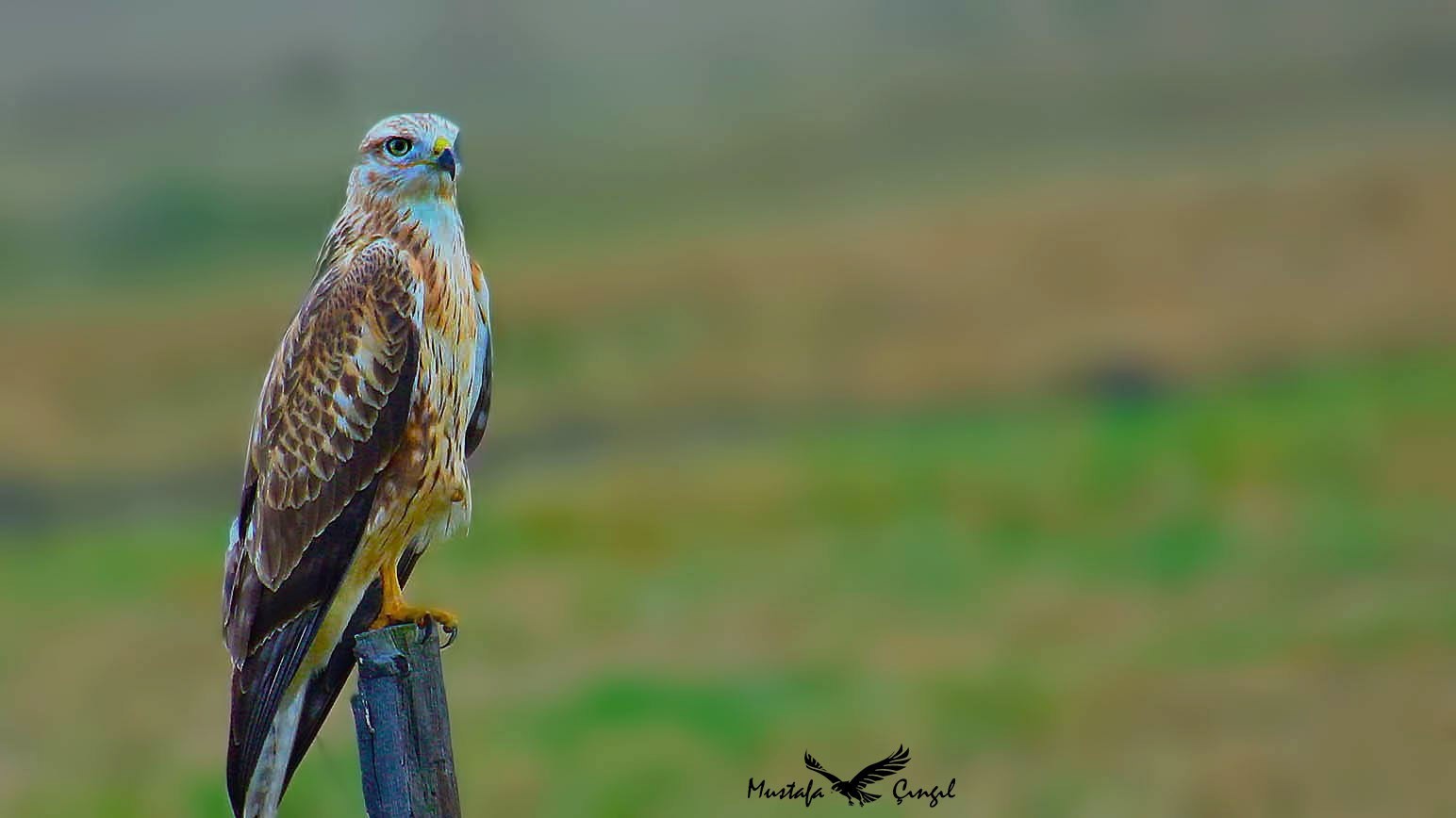 Long-legged Buzzard