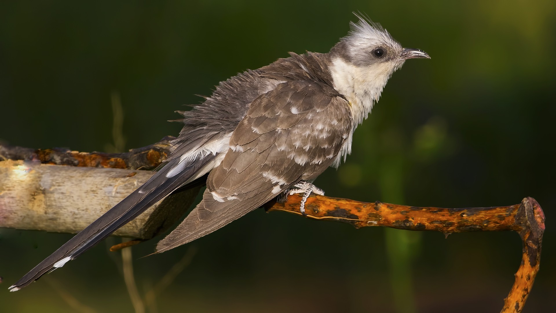 Great Spotted Cuckoo