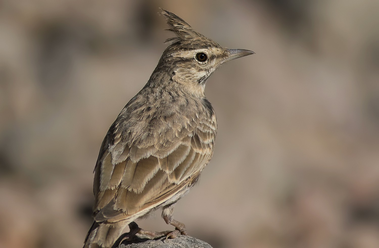 Crested Lark