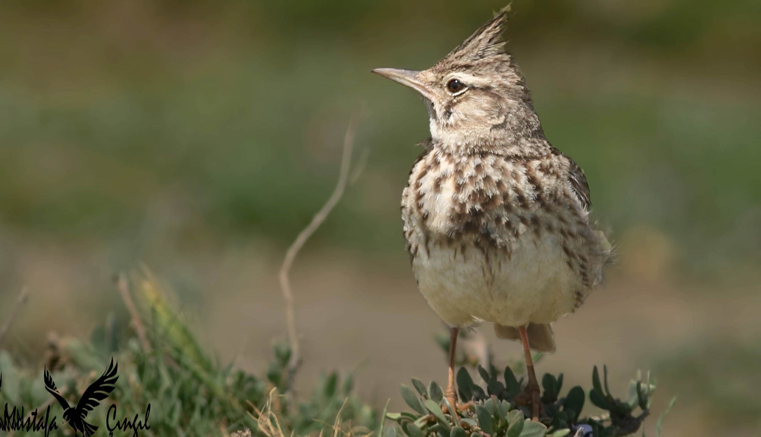 Crested Lark
