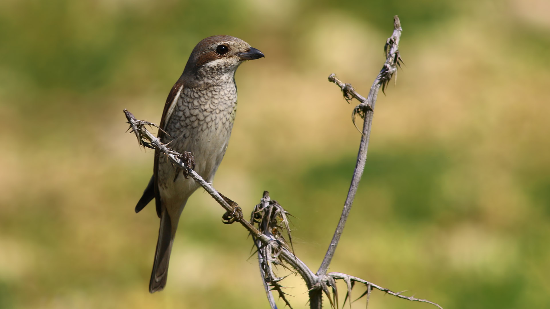 Red-backed Shrike