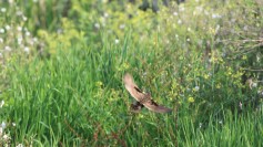 Corn Crake