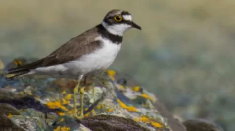 Halkalı küçük cılıbıt