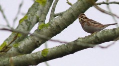 Rustic Bunting