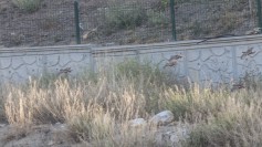 Gray Partridge