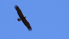 Şah kartal
