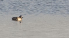 Greater Scaup