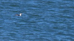 Red-throated Loon