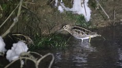 Jack Snipe
