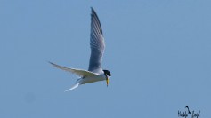 Little Tern