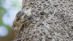 Eurasian Treecreeper