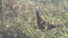 Ring-necked Pheasant