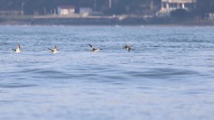 Smew