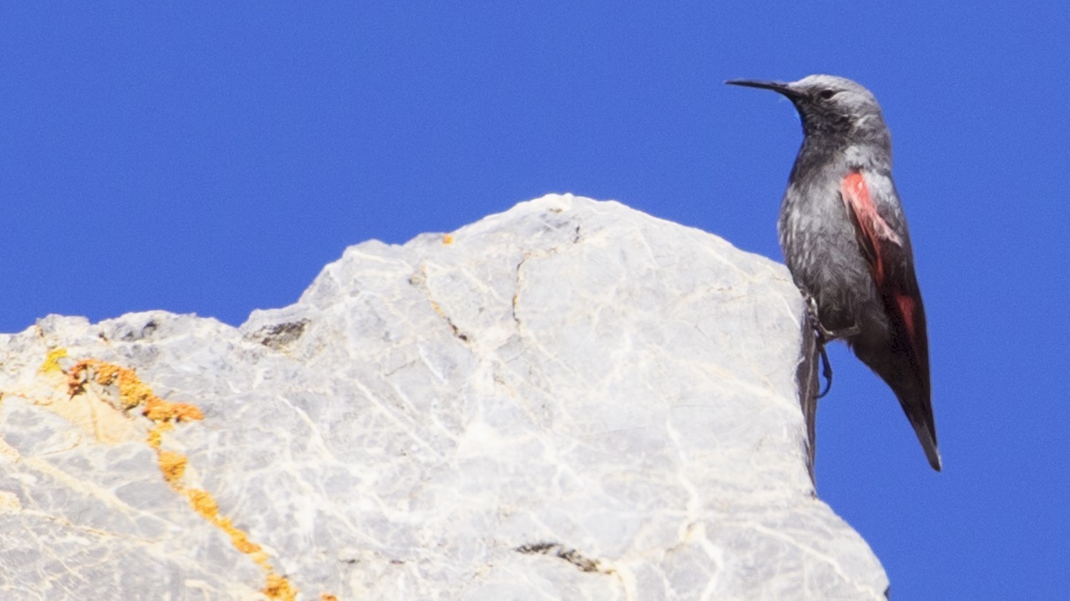 Wallcreeper