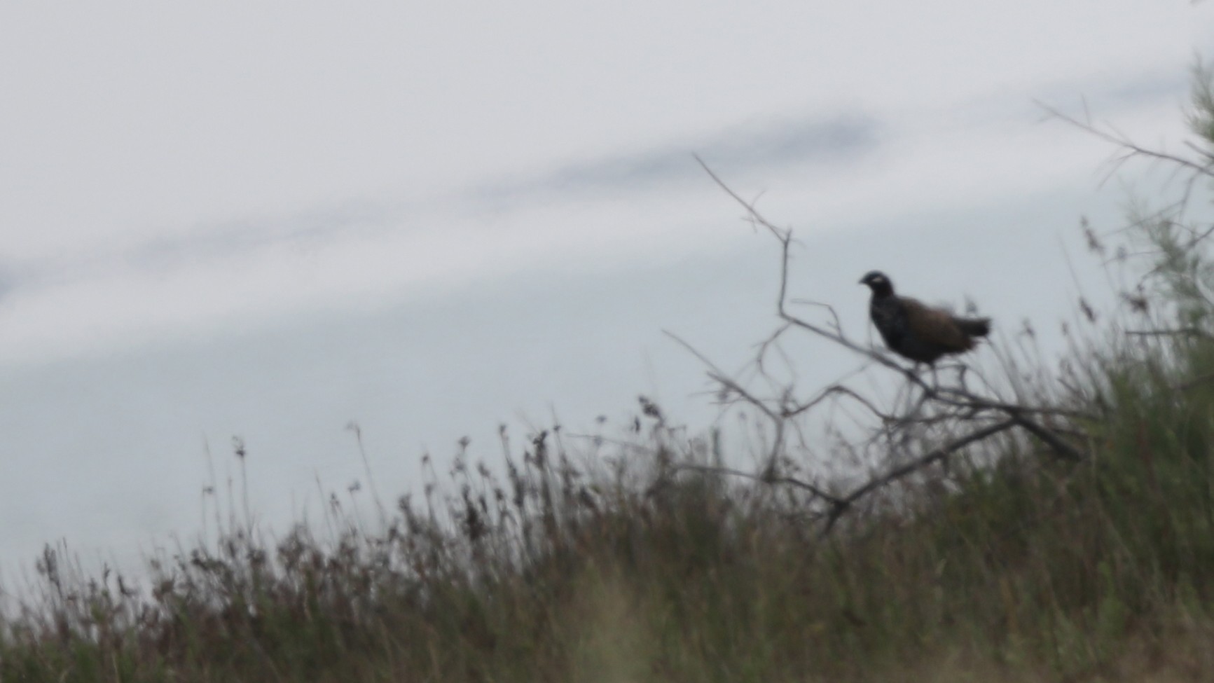 Black Francolin
