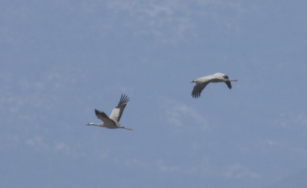 Common Crane