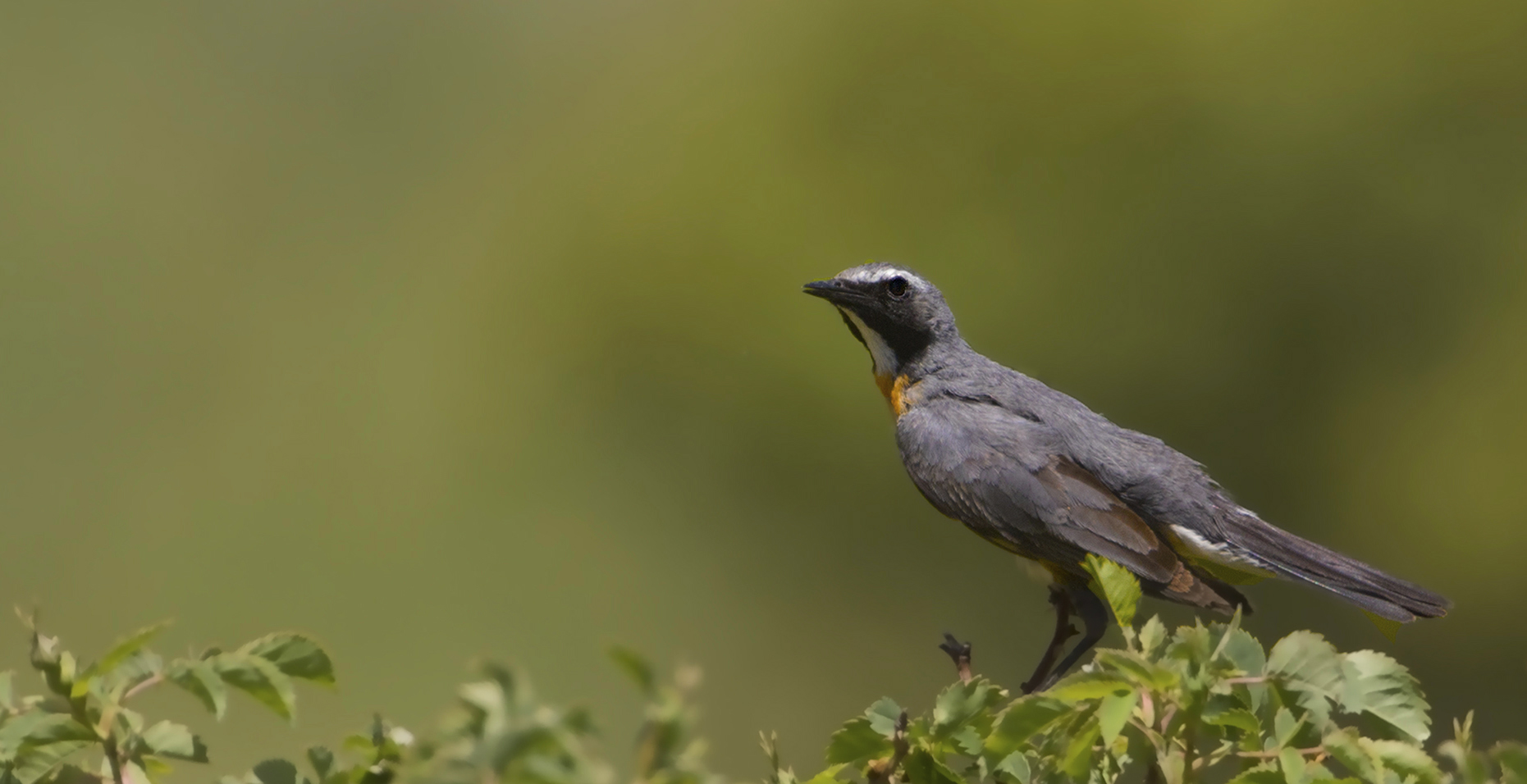 White-throated Robin