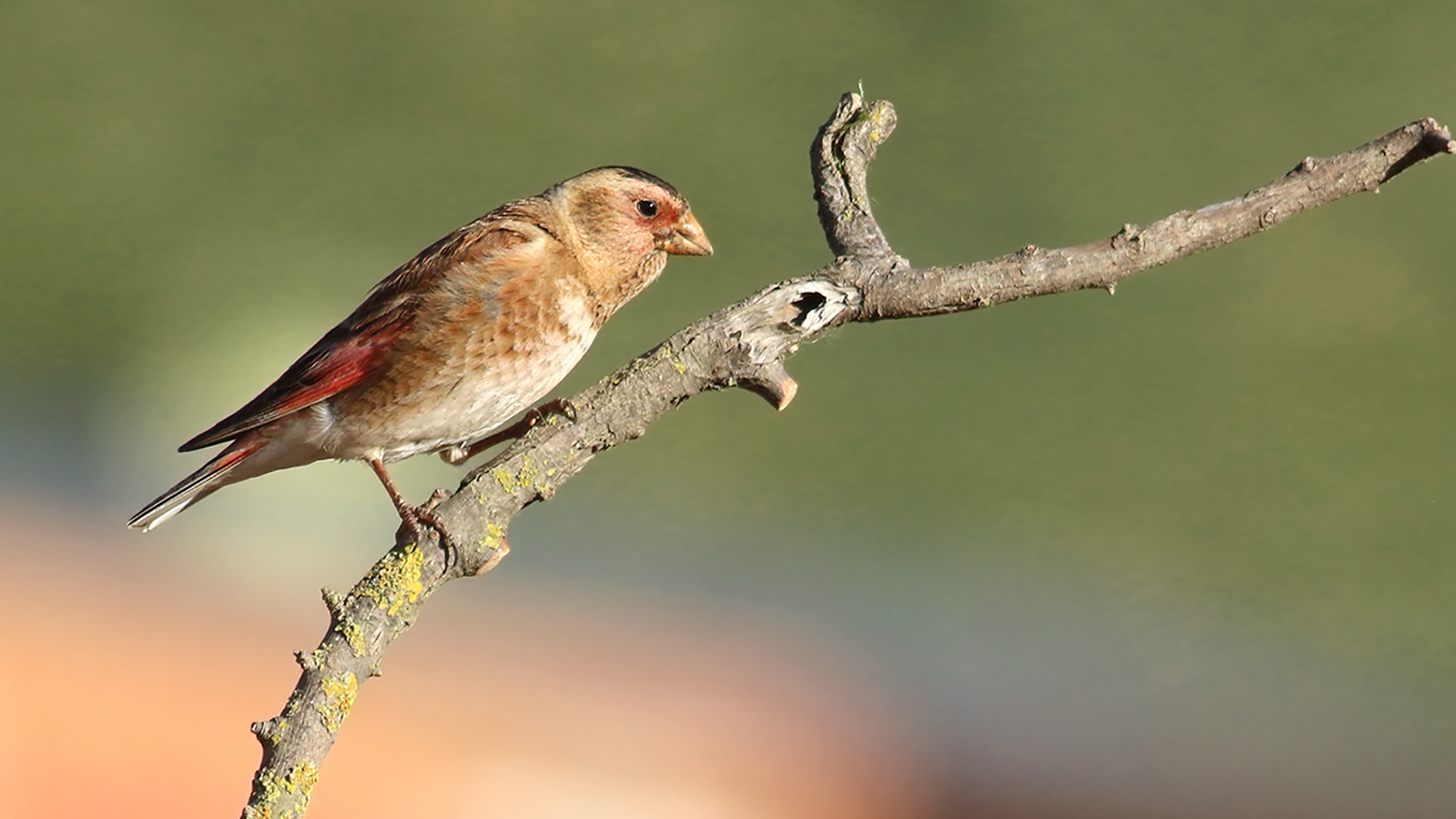 Eurasian Linnet