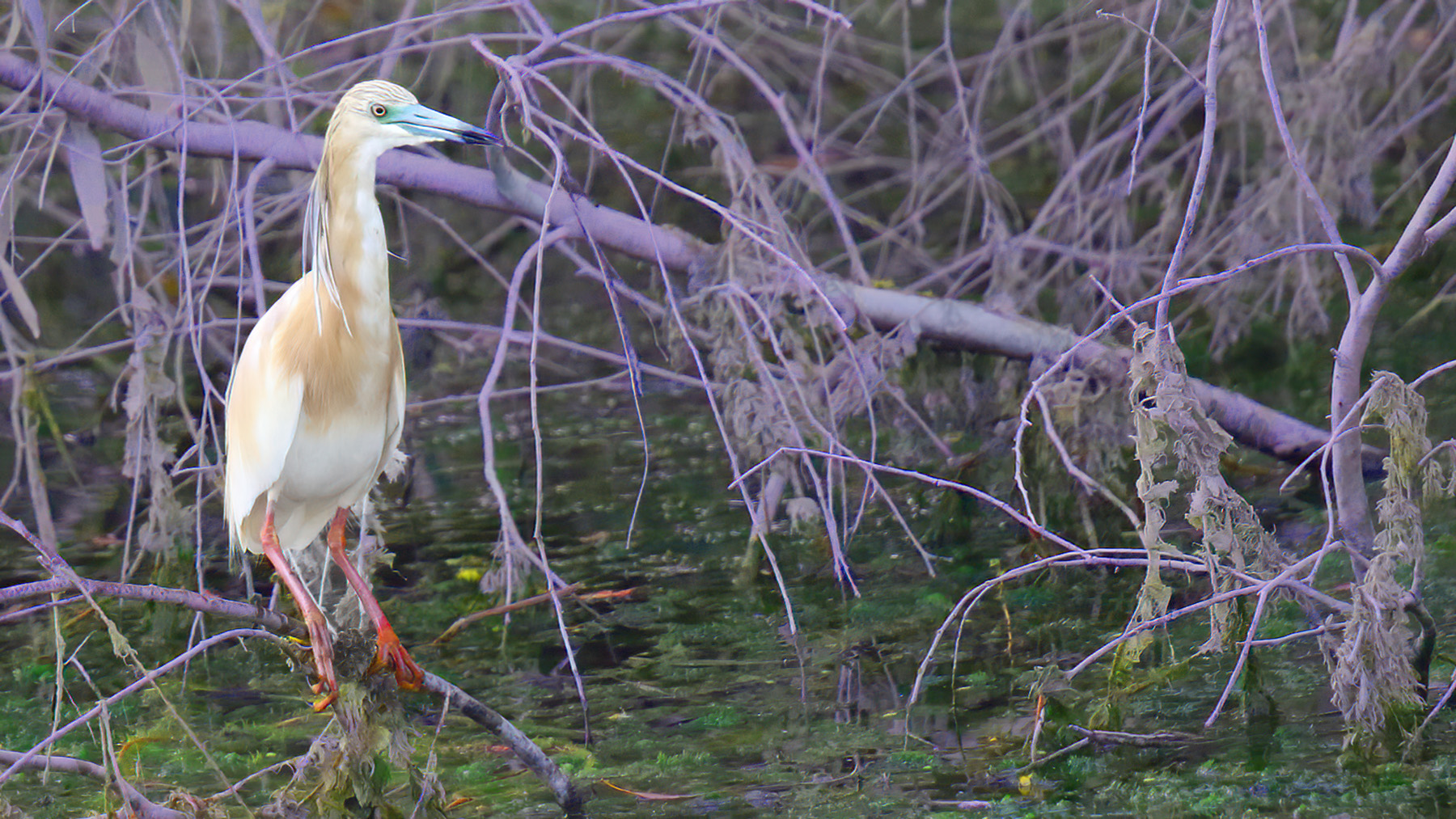 Squacco Heron