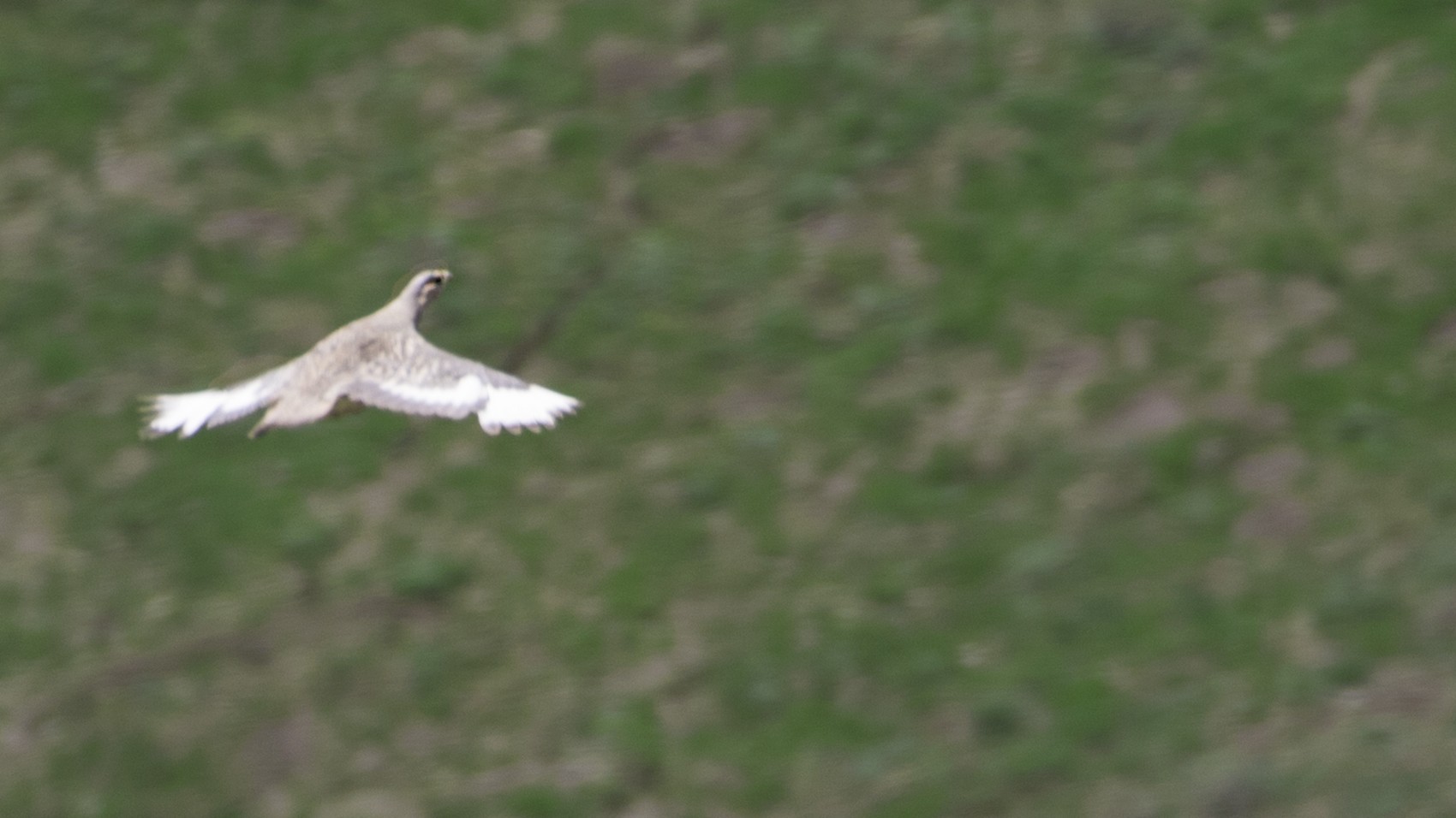Caspian Snowcock