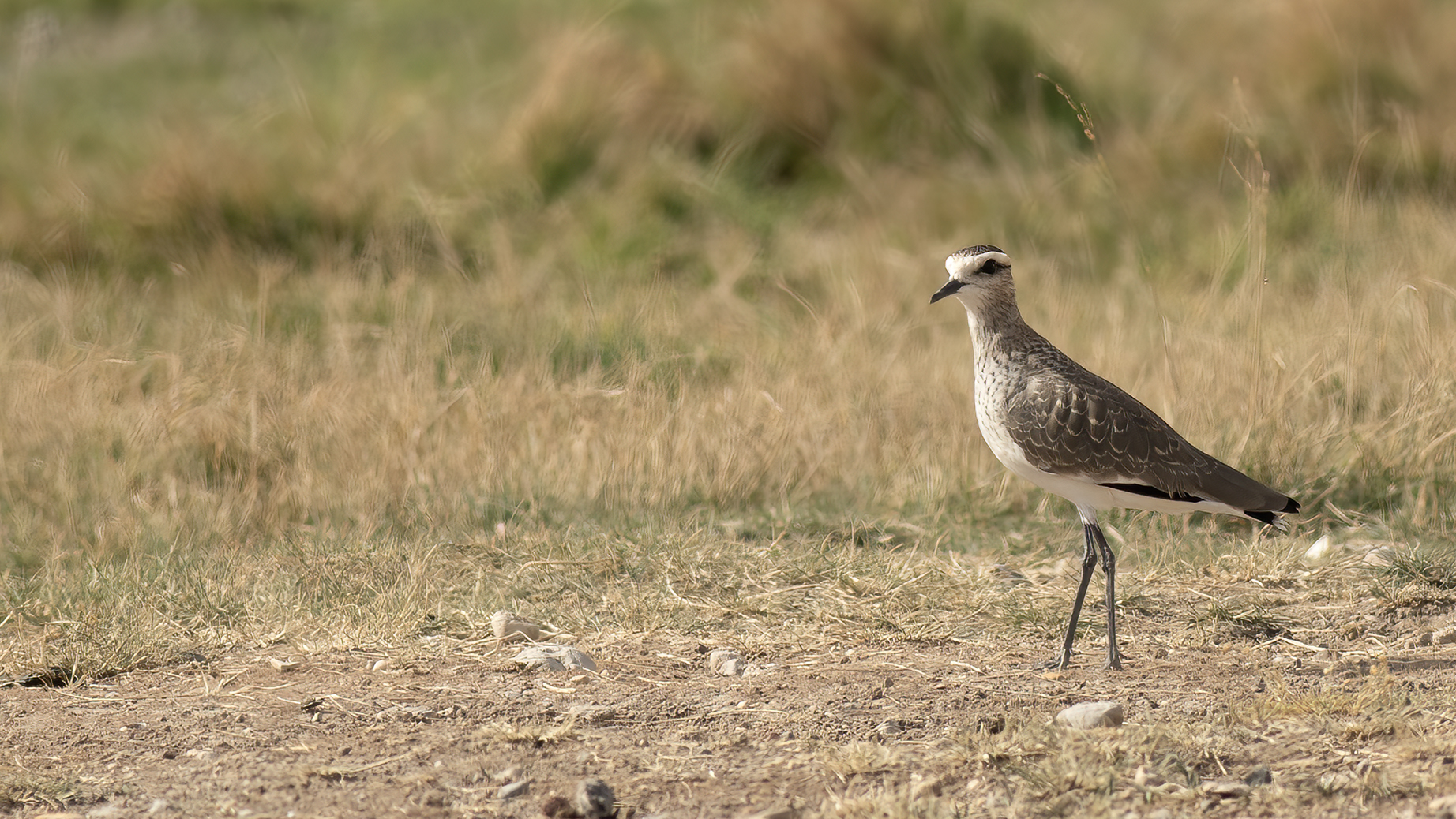 Sociable Lapwing — Ana fotoğraf