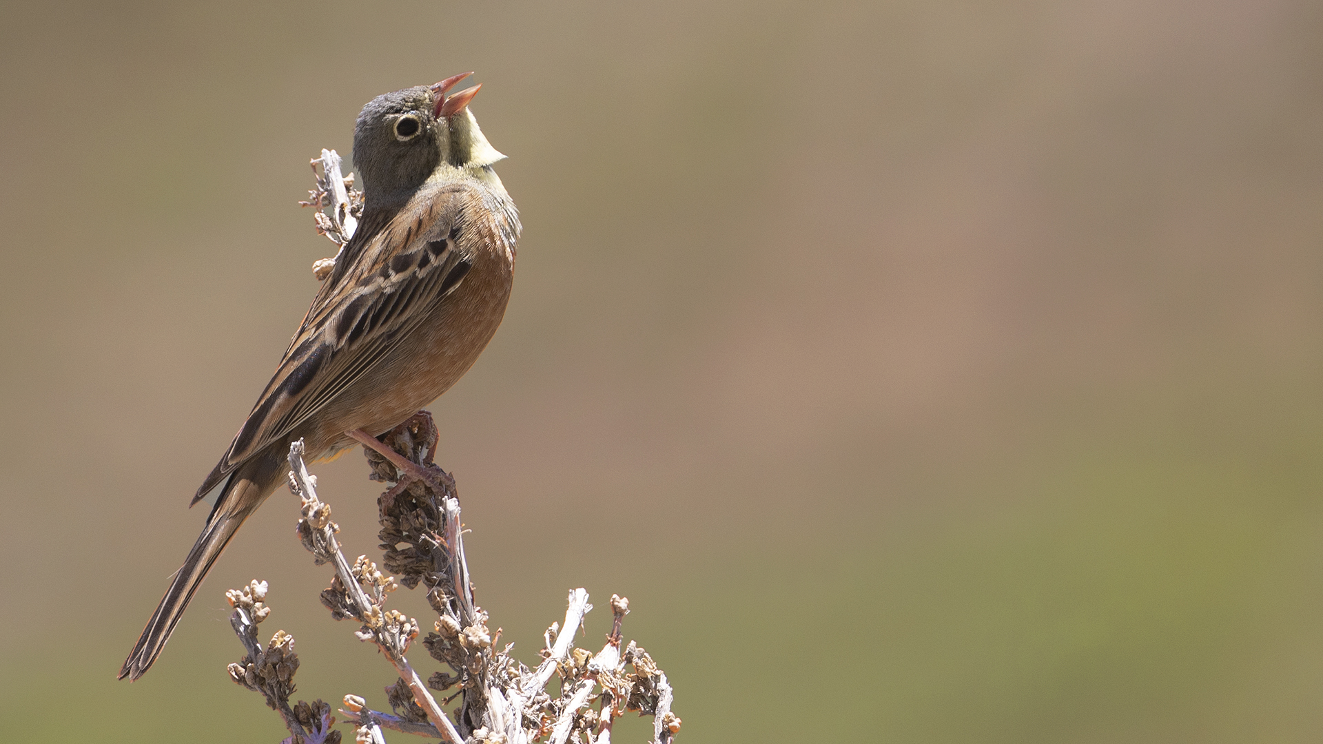 Ortolan Bunting