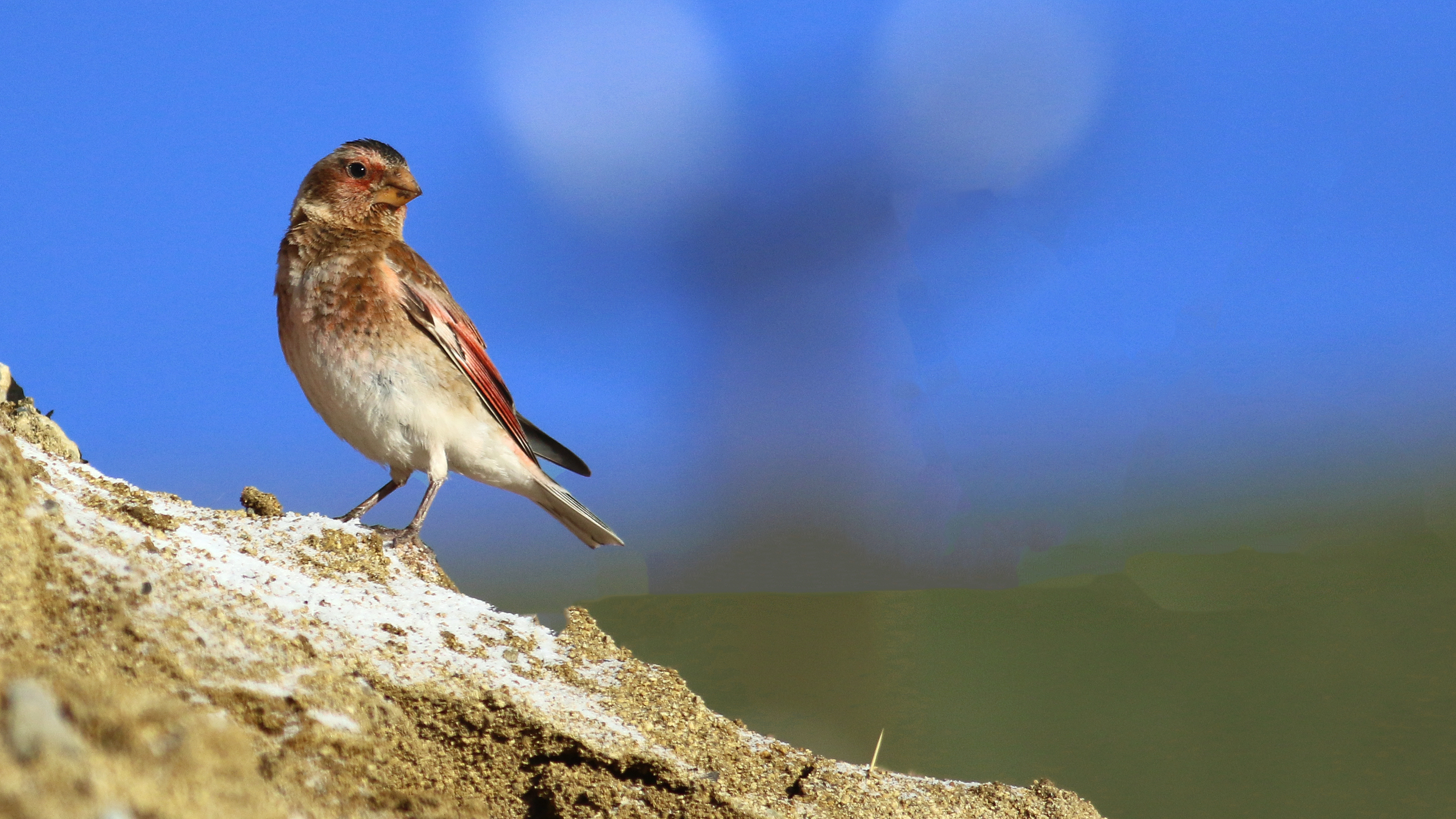 Crimson-winged Finch