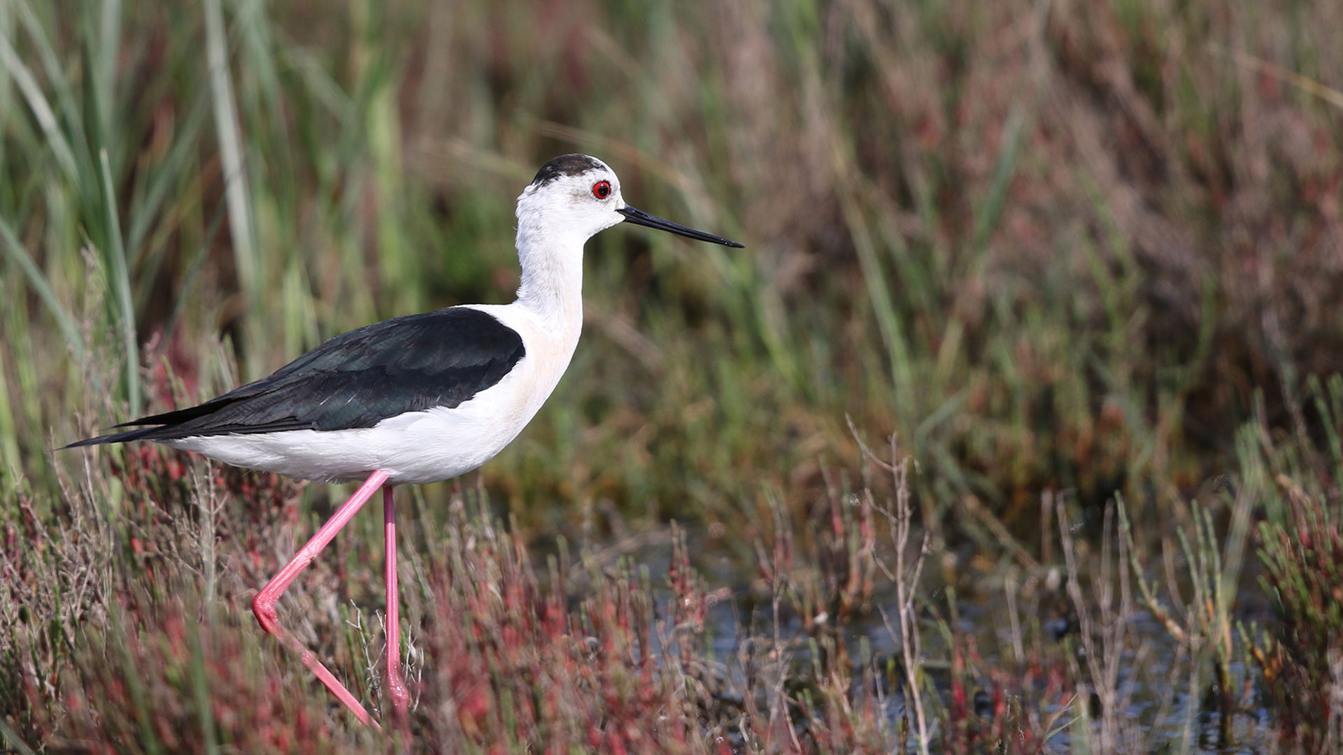Black-winged Stilt