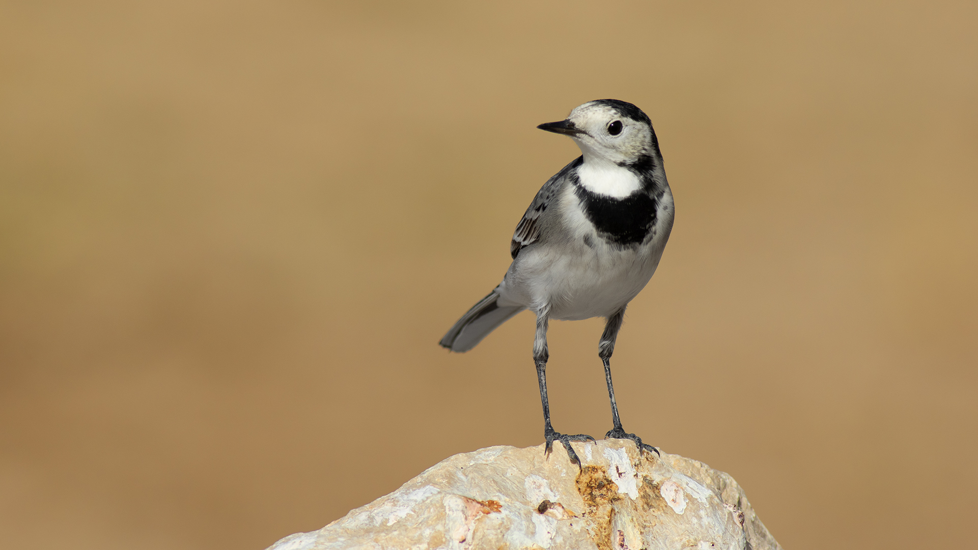 White Wagtail