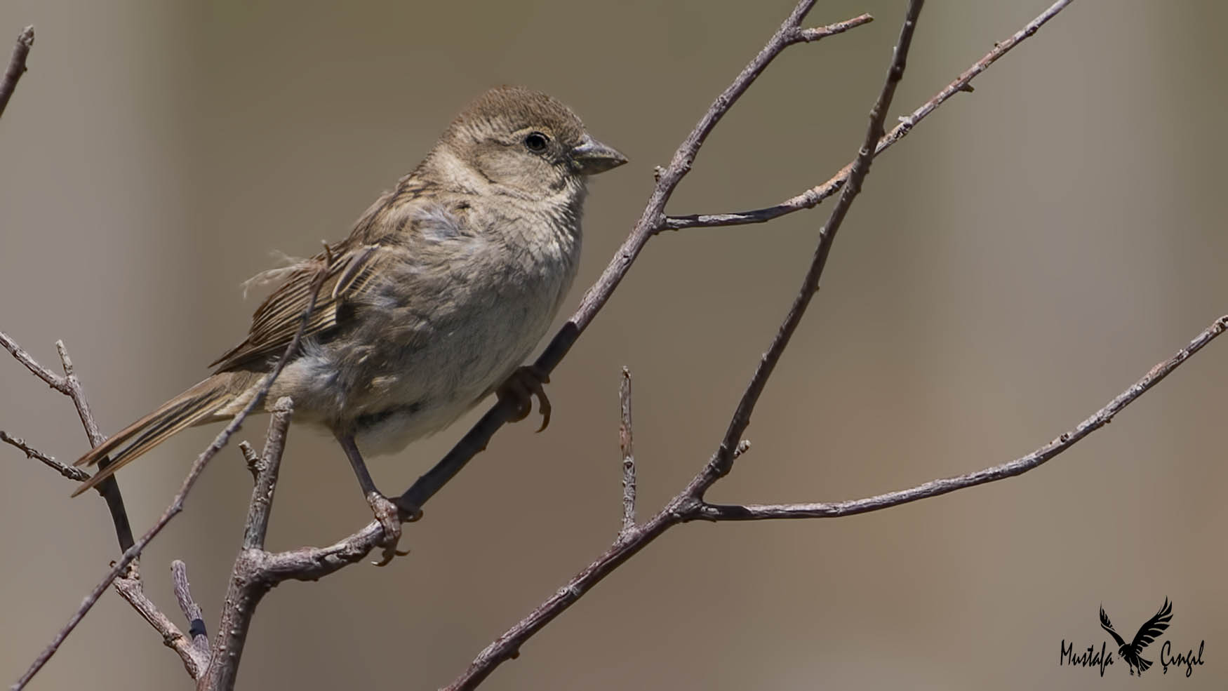 House Sparrow