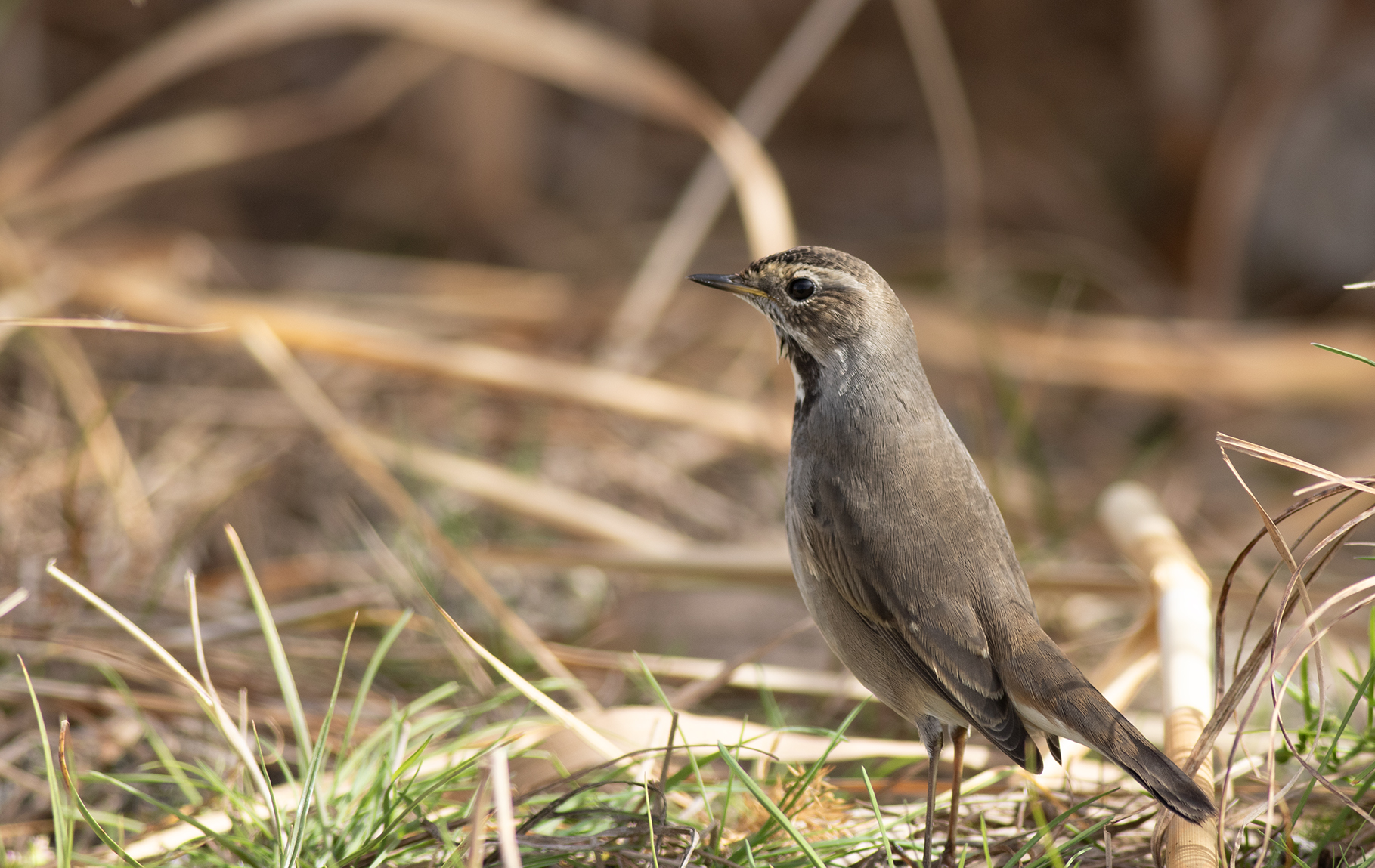 Bluethroat