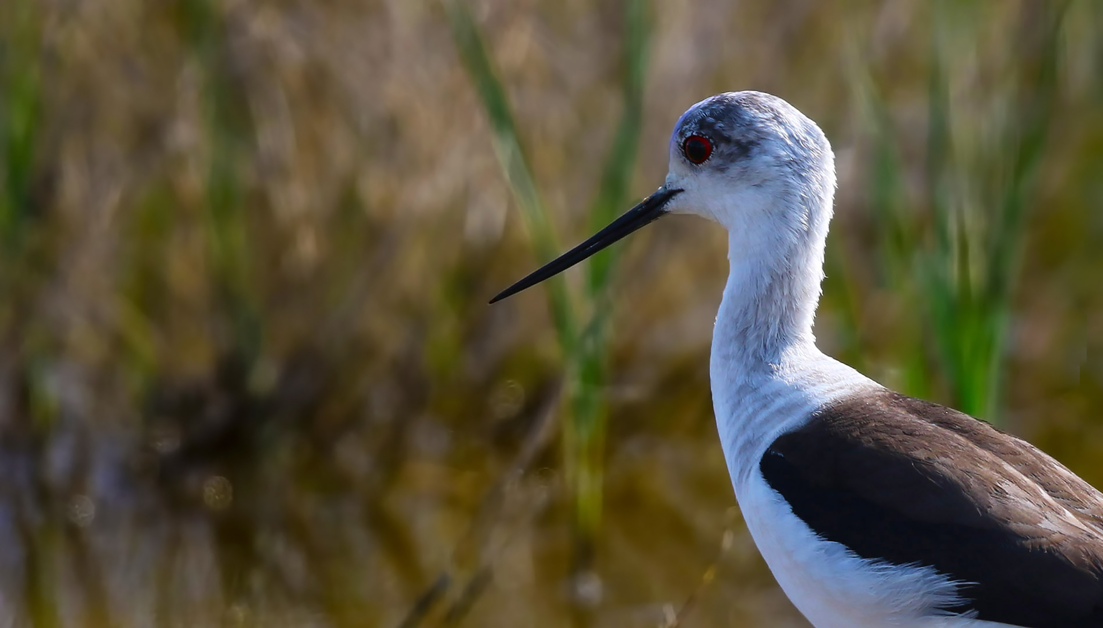 Black-winged Stilt