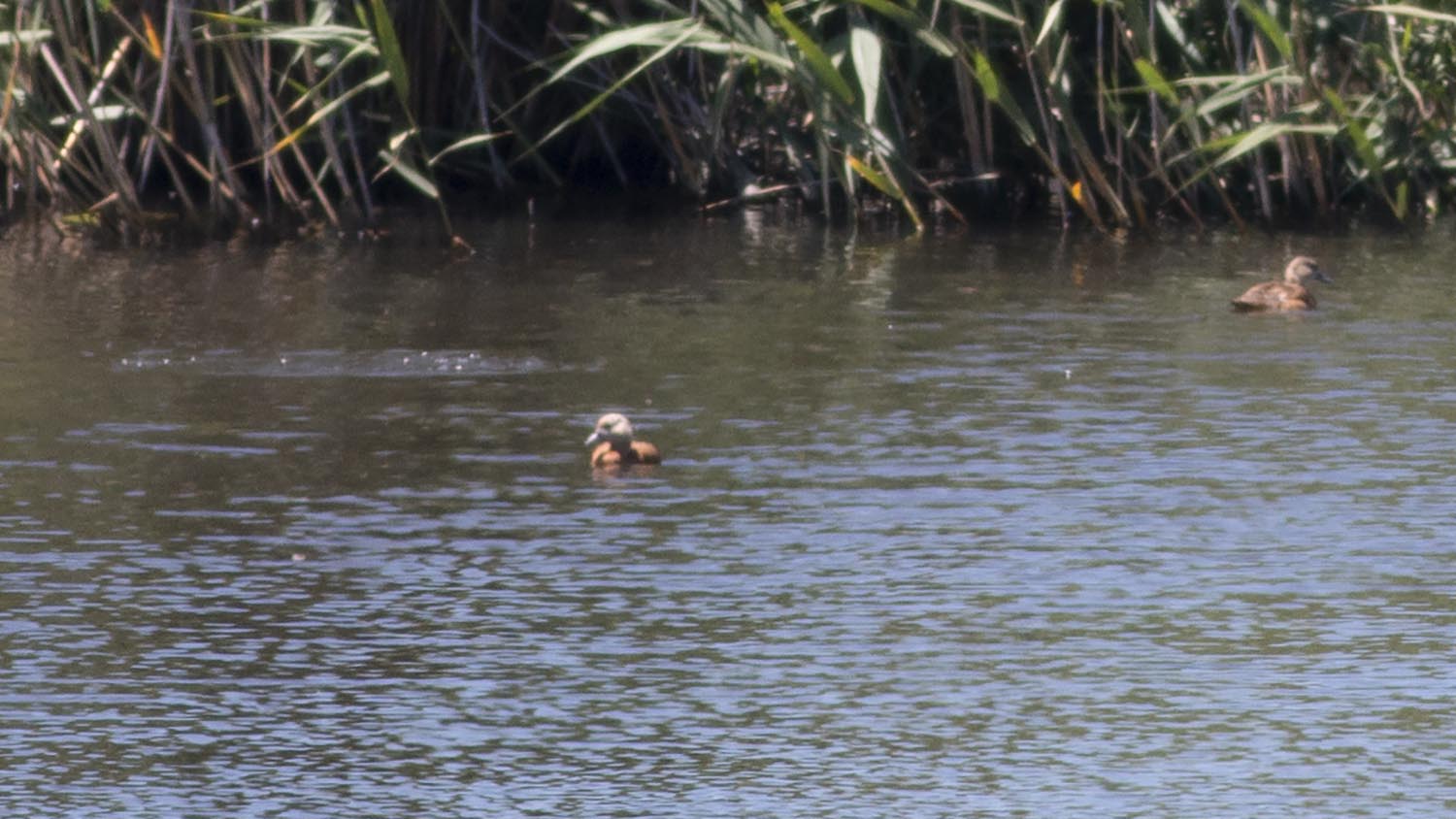Little Grebe