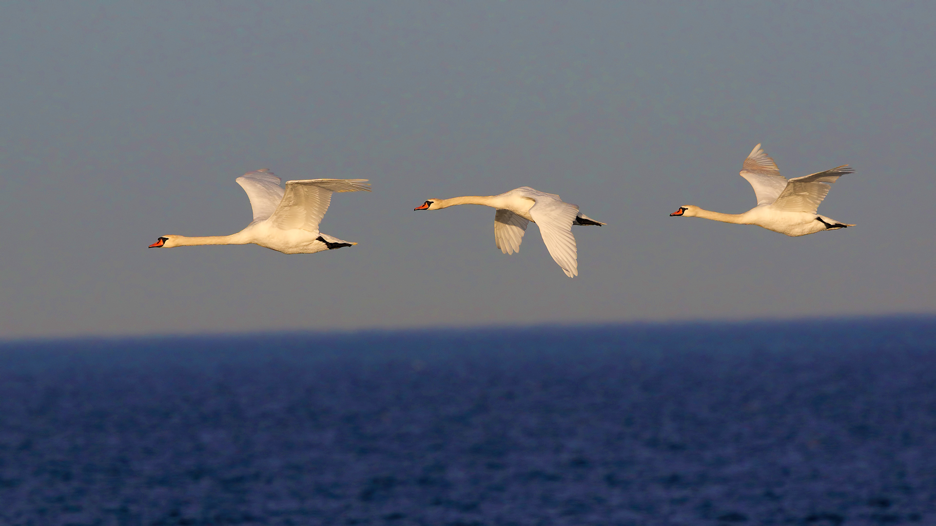 Mute Swan