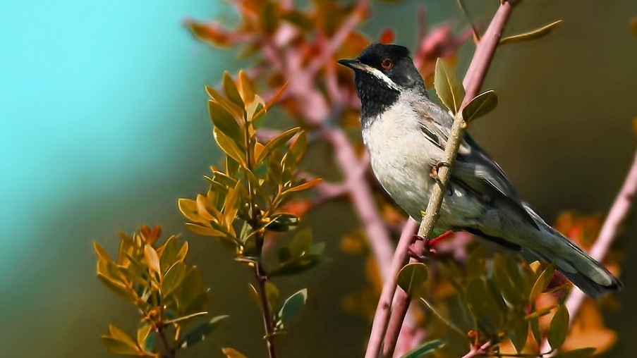 Rüppell's Warbler