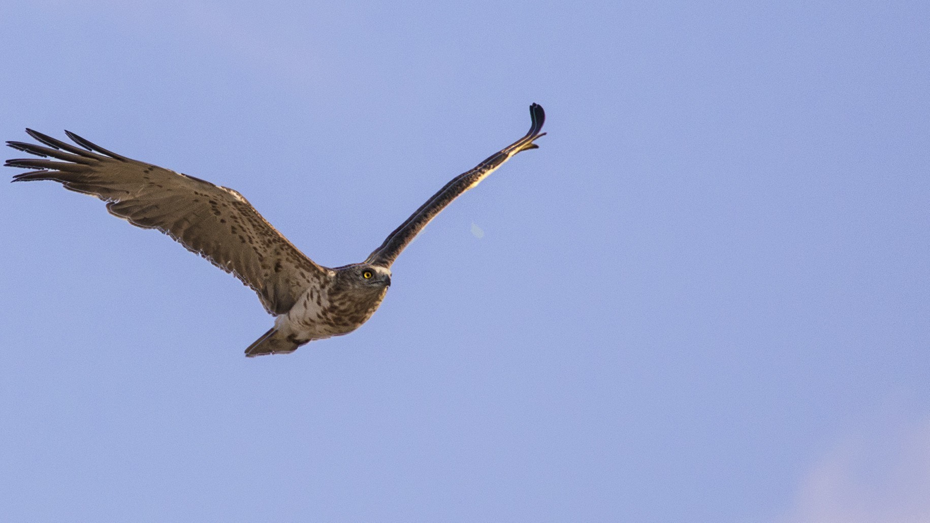 Short-toed Snake-Eagle