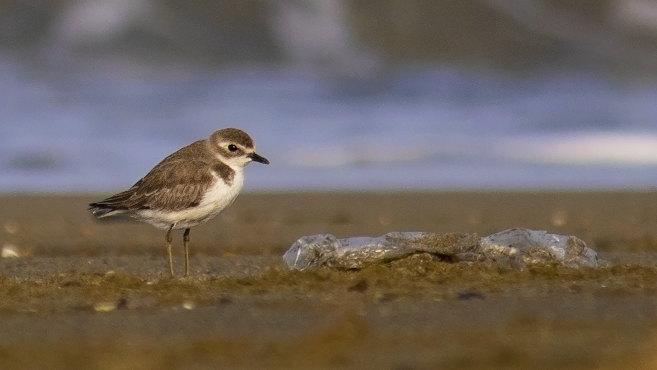 Lesser Sand-Plover