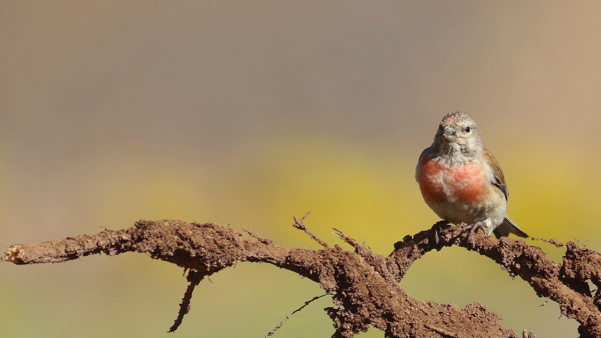 Eurasian Linnet