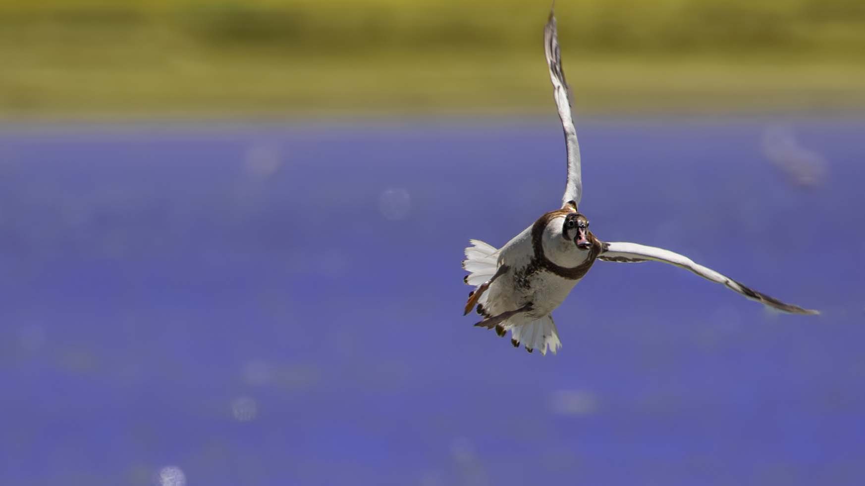 Common Shelduck
